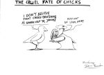 The Cruel Fate of Chicks